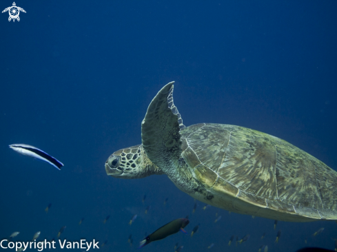 A Green sea turtle