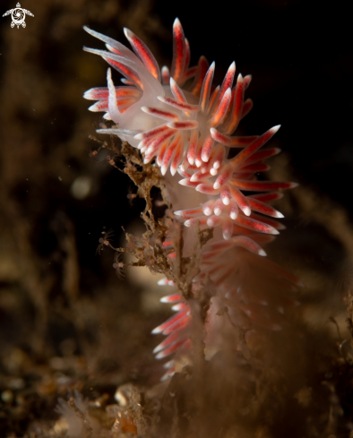 A Caronella pellucida 