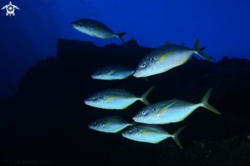 A Pseudocaranx dentex | White Trevally