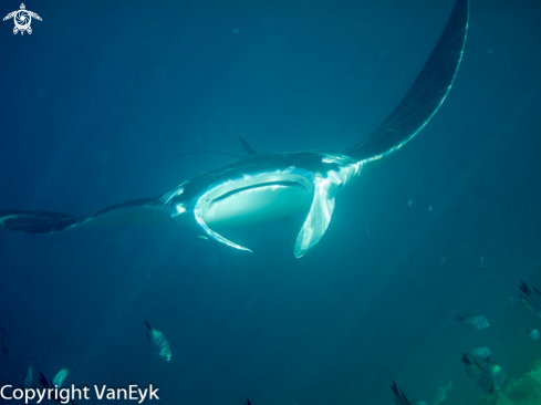 A Giant Oceanic Manta Ray