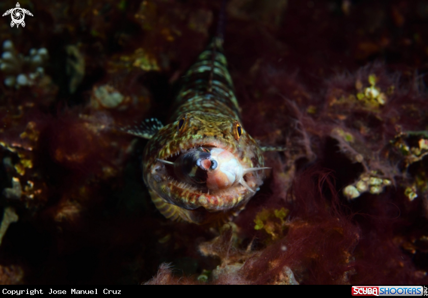A Redmarbled Lizardfish