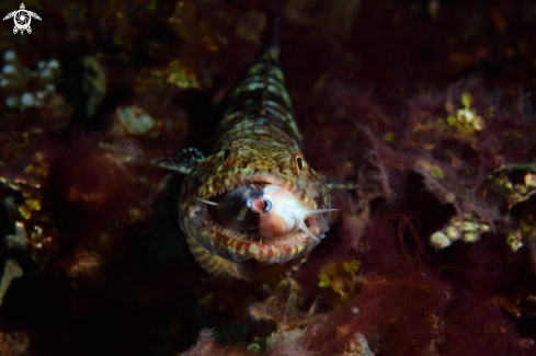 A Redmarbled Lizardfish