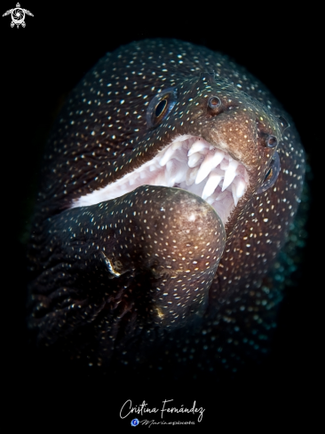 A White mouth moray