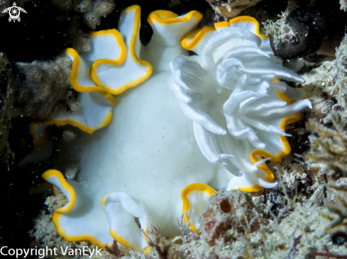 A Ardeadoris egretta (family Chromodorididae) | Dorid nudibranch