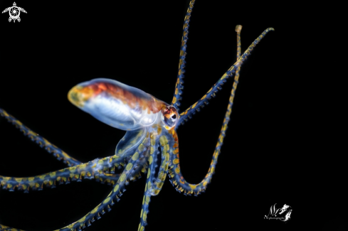 A Juvenile atlantic longarm octopus 