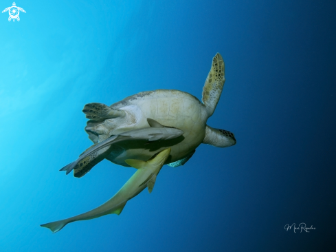 A Green Sea Turtle and Sharksuckers