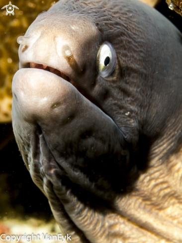 A White-eyed Moray Eel