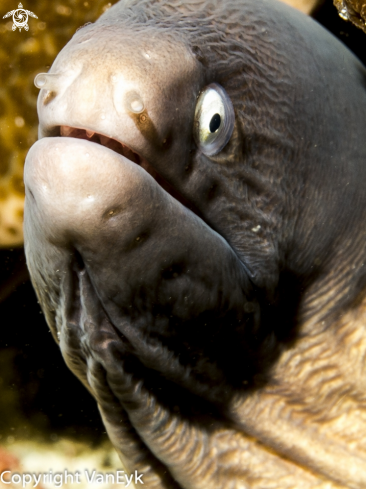 A Siderea thyrsoidea | White-eyed Moray Eel