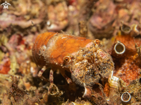 A Pigmy locust lobster