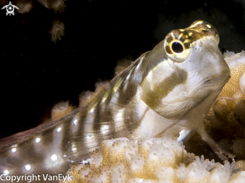 A Linear (Lined) Blenny