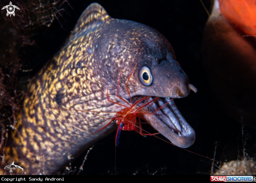 A Moray eel cleaner shrimp