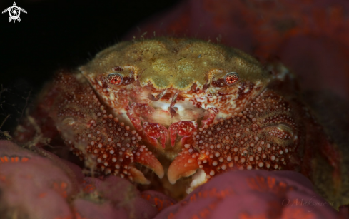 A Crab Actumnus sp. 