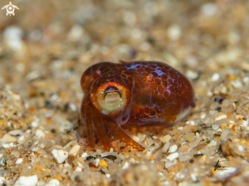 A Dwarf Bobtail Squid