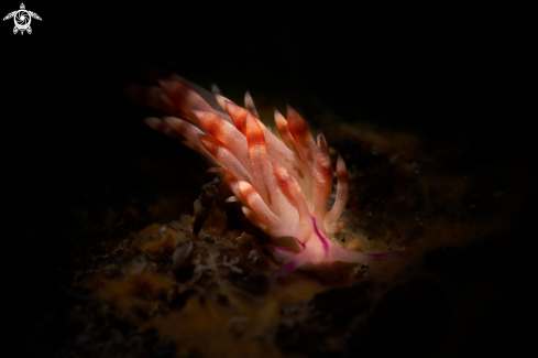 A NUDIBRANCH