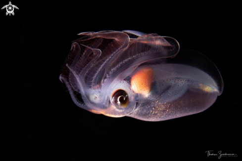 A Diamond squid 