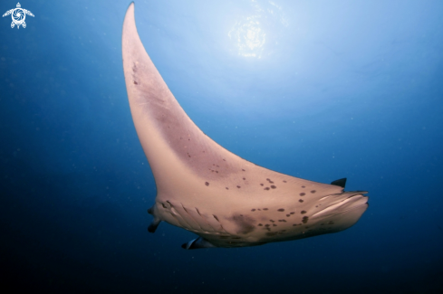 A Manta Birostris, Gymnothorax Favagineus, Nebrius Ferrugineus | Manta, Moray Eel, Nurse Shark