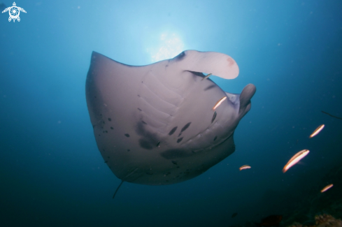 A Manta Birostris, Gymnothorax Favagineus, Nebrius Ferrugineus | Manta, Moray Eel, Nurse Shark