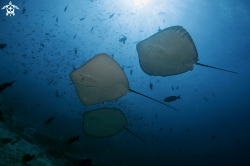 A Manta Birostris, Gymnothorax Favagineus, Nebrius Ferrugineus | Manta, Moray Eel, Nurse Shark