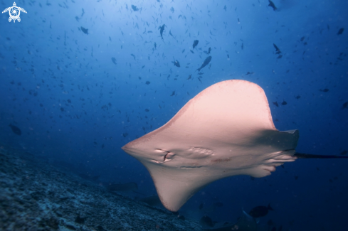 A Manta Birostris, Gymnothorax Favagineus, Nebrius Ferrugineus | Manta, Moray Eel, Nurse Shark