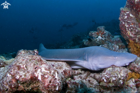 A Manta Birostris, Gymnothorax Favagineus, Nebrius Ferrugineus | Manta, Moray Eel, Nurse Shark