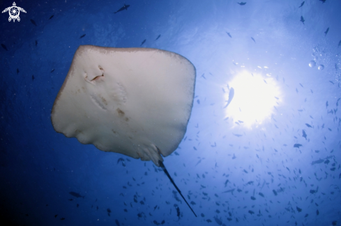 A Manta, Moray Eel, Nurse Shark