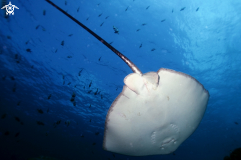 A Manta Birostris, Gymnothorax Favagineus, Nebrius Ferrugineus | Manta, Moray Eel, Nurse Shark