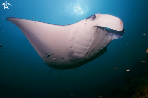 A Manta Birostris, Gymnothorax Favagineus, Nebrius Ferrugineus | Manta, Moray Eel, Nurse Shark