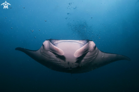 A Manta, Moray Eel, Nurse Shark