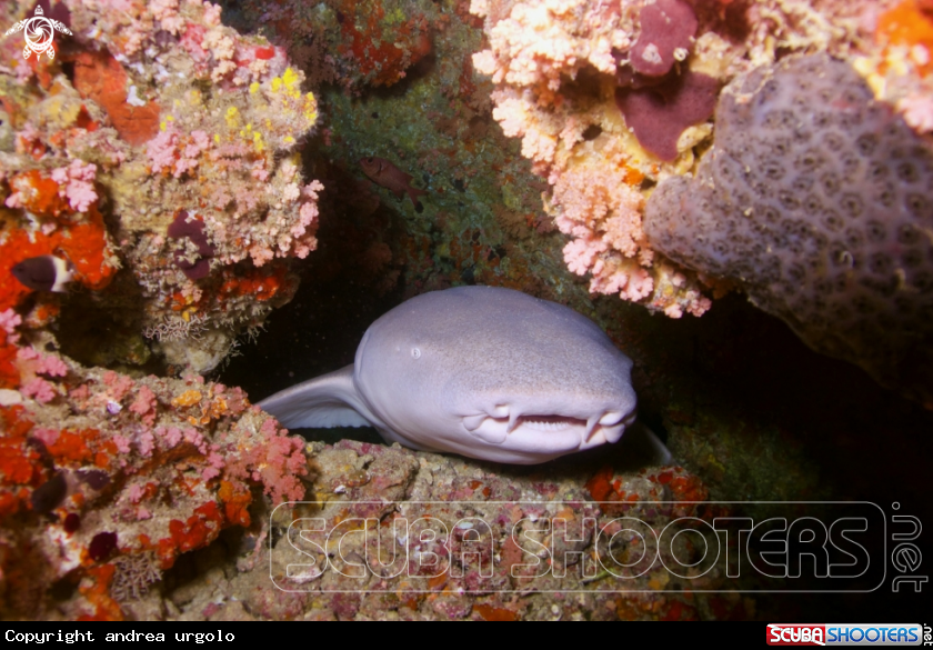 A Manta, Moray Eel, Nurse Shark