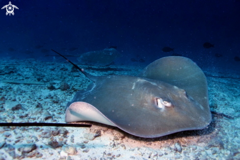 A Manta Birostris, Gymnothorax Favagineus, Nebrius Ferrugineus | Manta, Moray Eel, Nurse Shark