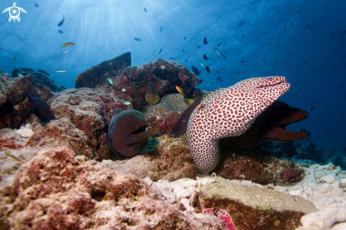 A Manta, Moray Eel, Nurse Shark