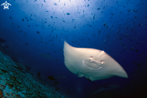 A Manta Birostris, Gymnothorax Favagineus, Nebrius Ferrugineus | Manta, Moray Eel, Nurse Shark