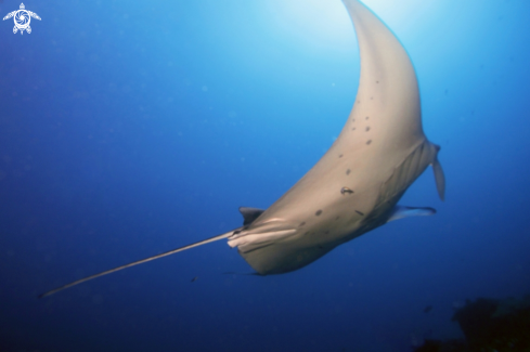 A Manta Birostris, Gymnothorax Favagineus, Nebrius Ferrugineus | Manta, Moray Eel, Nurse Shark