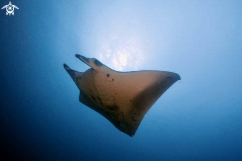 A Manta, Moray Eel, Nurse Shark