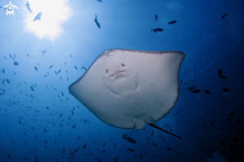 A Manta Birostris, Gymnothorax Favagineus, Nebrius Ferrugineus | Manta, Moray Eel, Nurse Shark