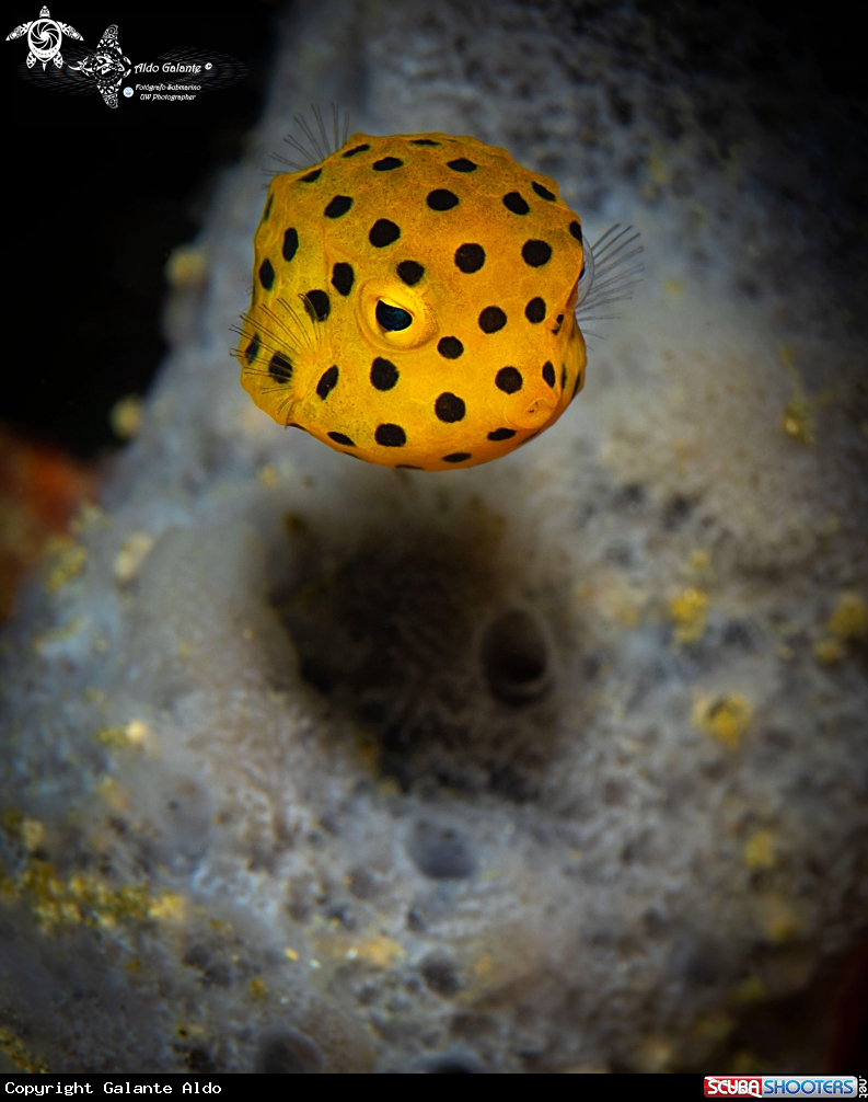 A Yellow Boxfish Juvenile 