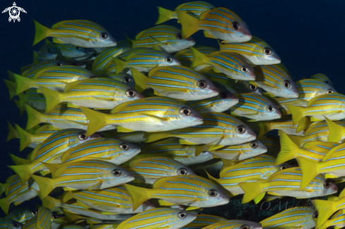 A School of Bluestripe Snapper (Lutjanus kasmira)