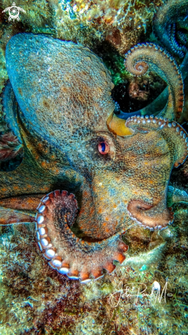 A octopus vulgaris | Poulpe