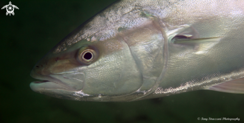 A Yellowtail Kingfish