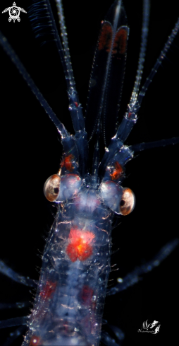 A Larval banded coral shrimp 