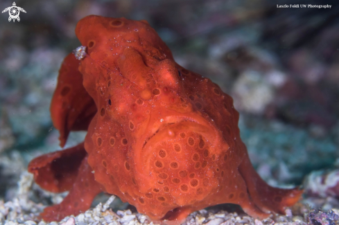 A Frogfish