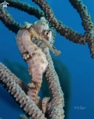 A Hippocampus reidi | Longsnout  Seahorse