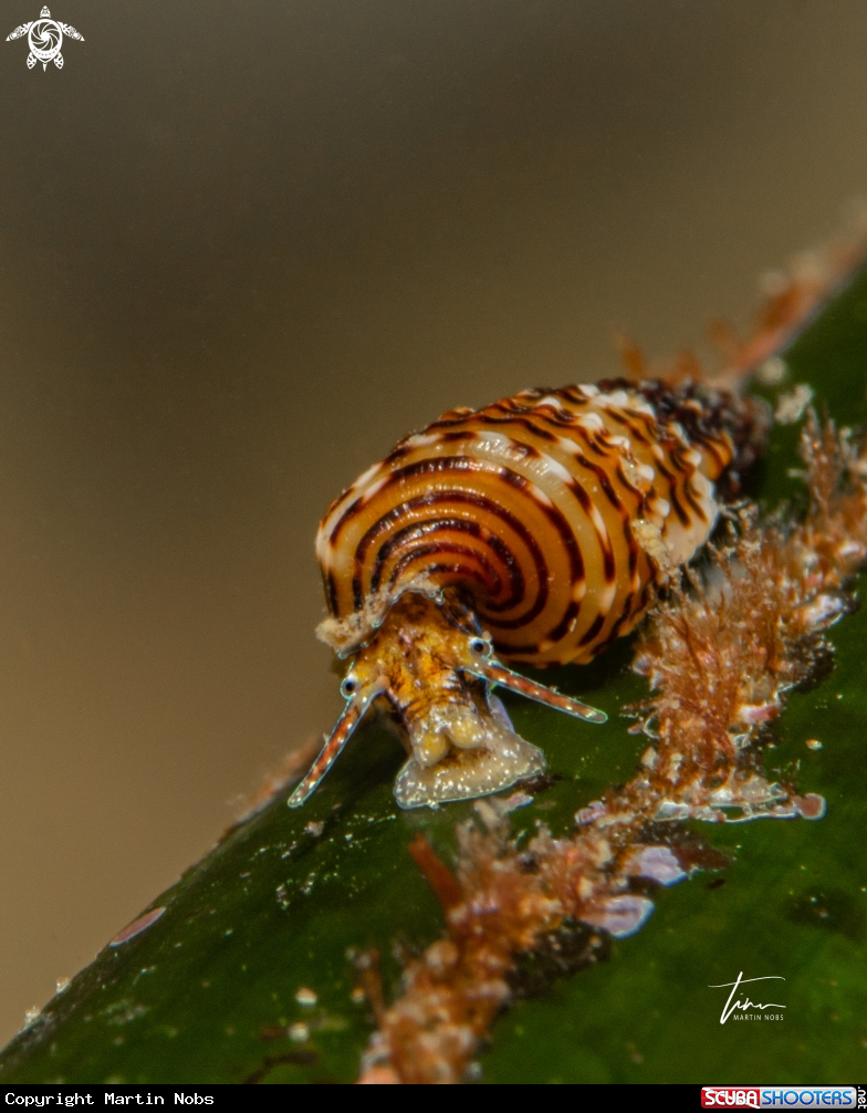 A Sea snail