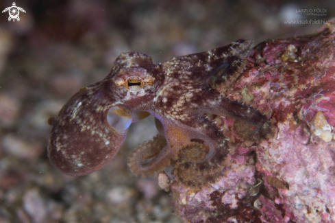 A Blue-ringed octopus 
