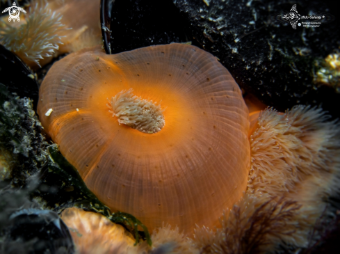 A Anemone