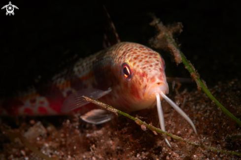 A Upeneus tragula | FISH