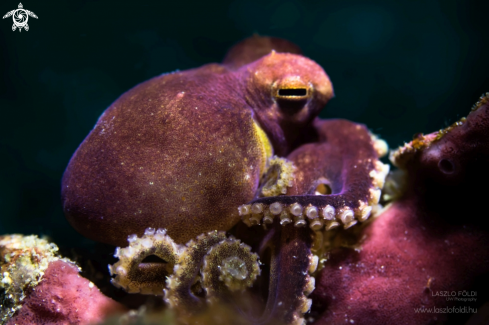 A Blue-ringed octopus 