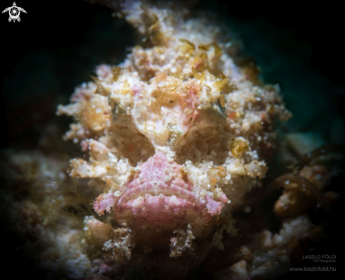 A Scorpion leaf fish