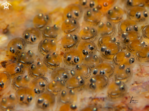 A Clingfish eggs