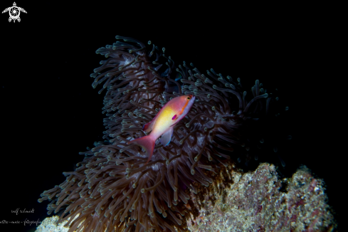 A Anemone